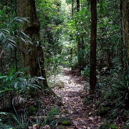Вилла Springbrook Lyrebird Retreat Экстерьер фото