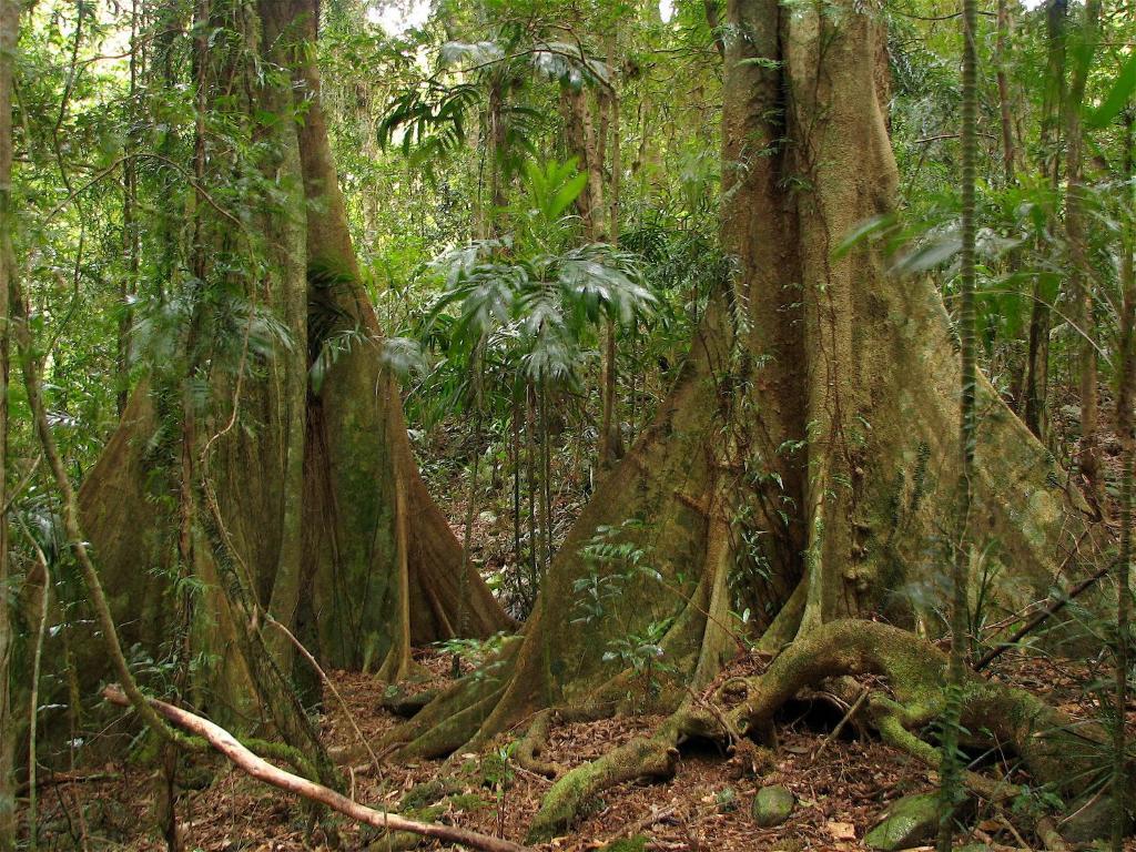 Вилла Springbrook Lyrebird Retreat Экстерьер фото