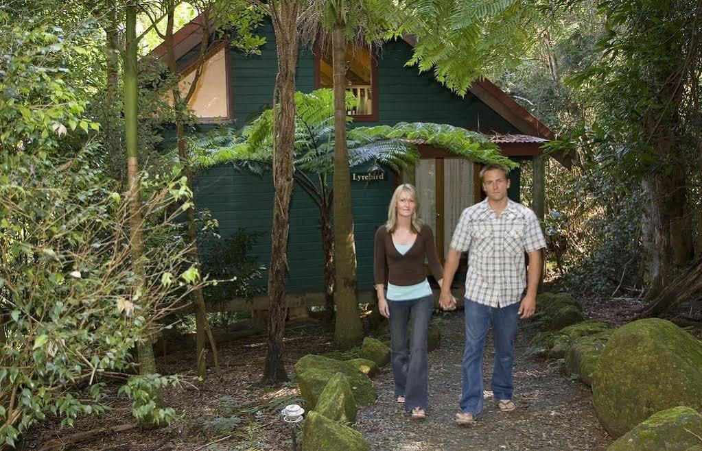 Вилла Springbrook Lyrebird Retreat Экстерьер фото